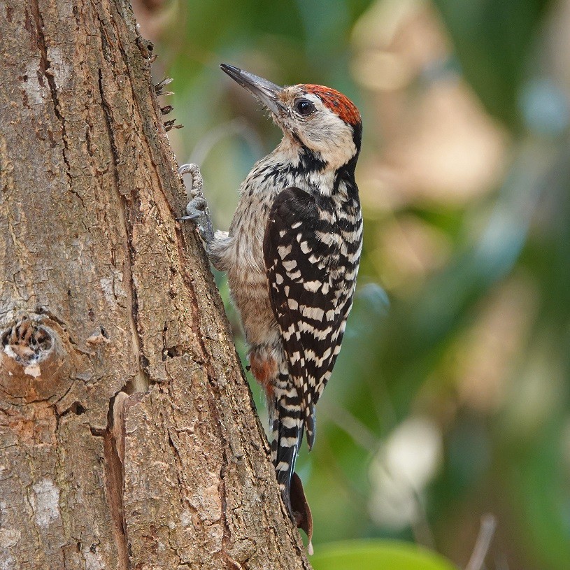 Freckle-breasted Woodpecker - ML140148911