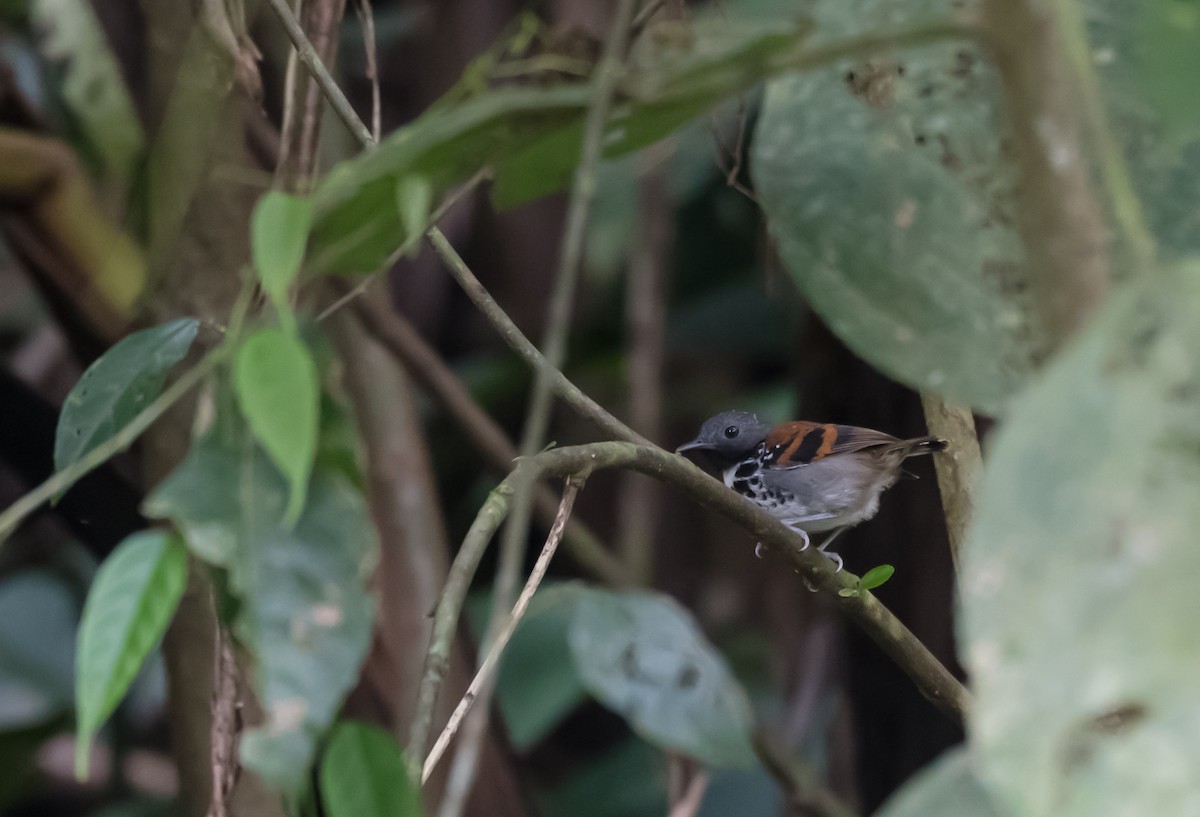 Spotted Antbird - Bonnie Ott