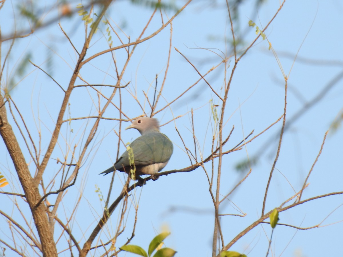 Green Imperial-Pigeon - ML140150071