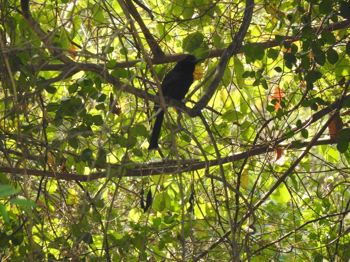 Greater Racket-tailed Drongo - ML140150391