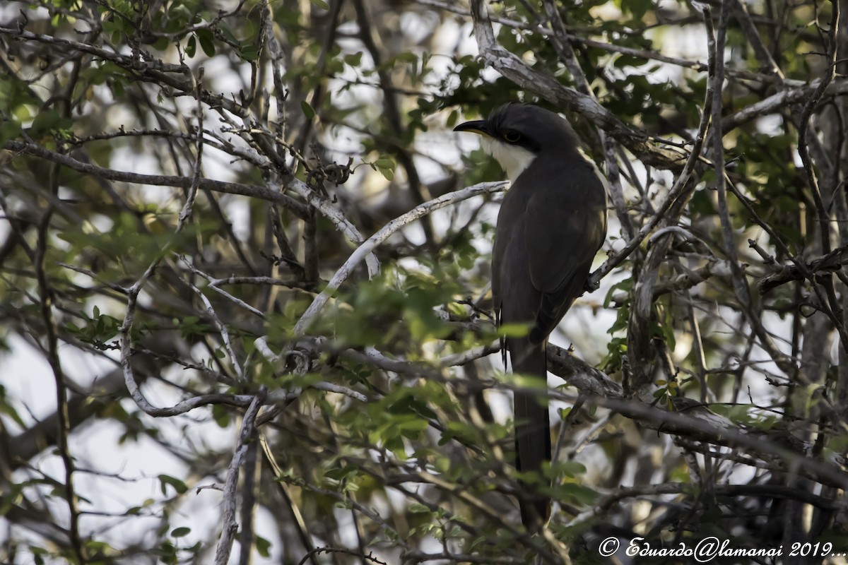 Mangrove Cuckoo - Jorge Eduardo Ruano