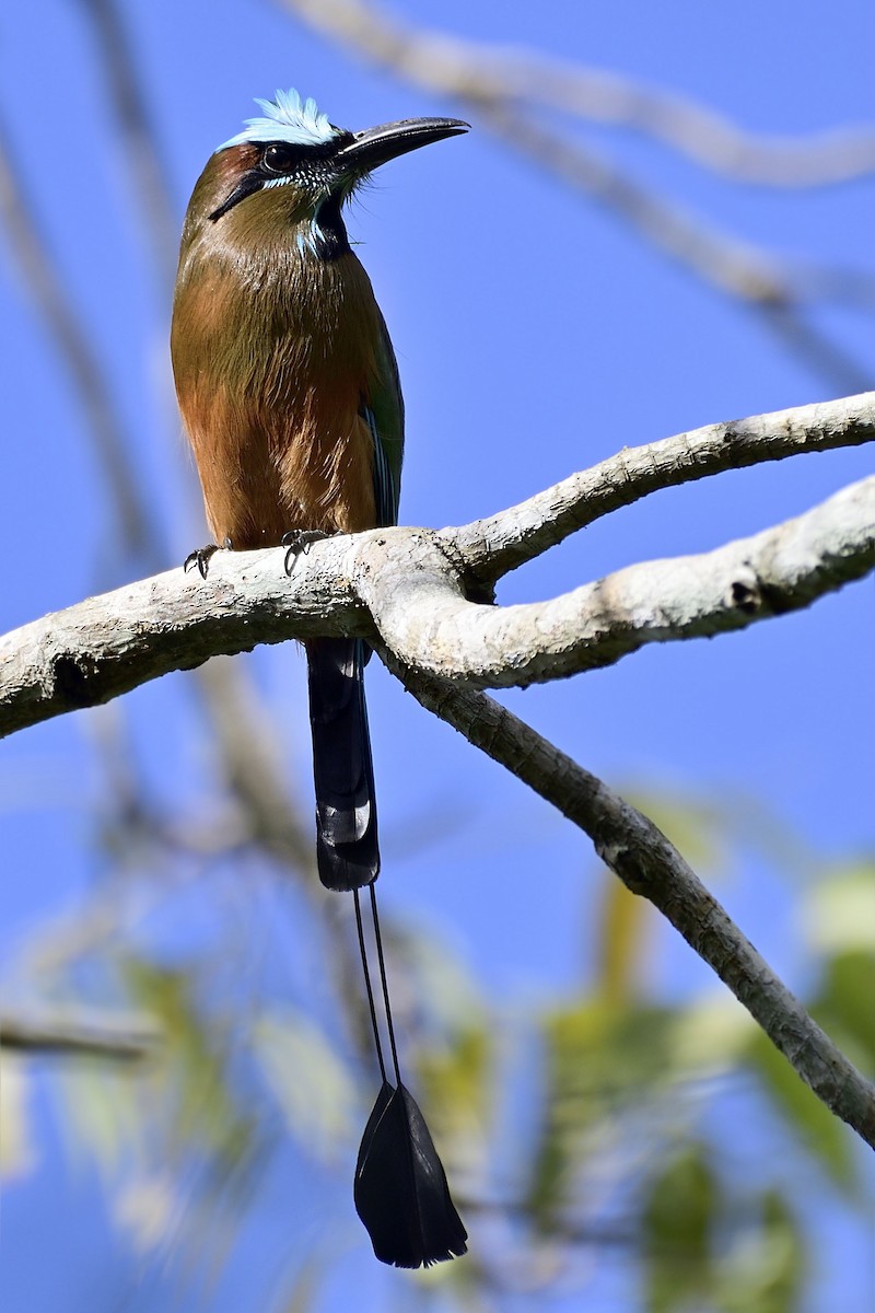 Turquoise-browed Motmot - Luis Guillermo