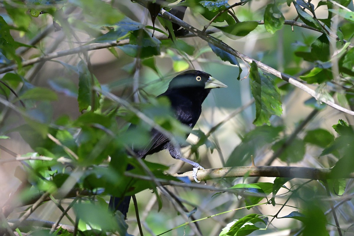 Yellow-billed Cacique - ML140151521