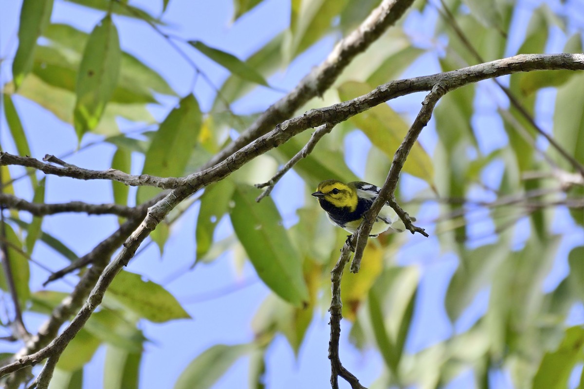 Black-throated Green Warbler - Luis Guillermo