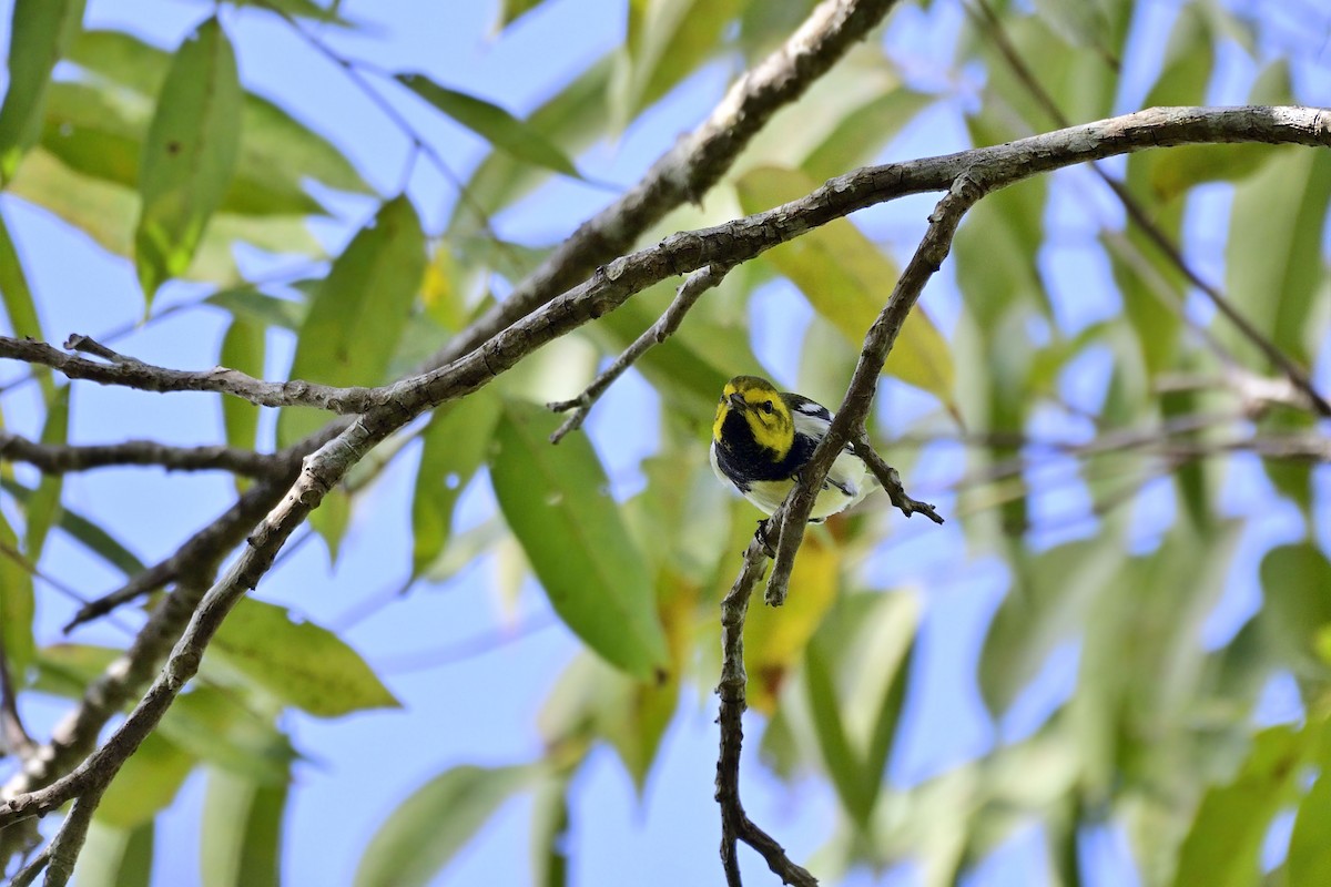 Black-throated Green Warbler - ML140151541