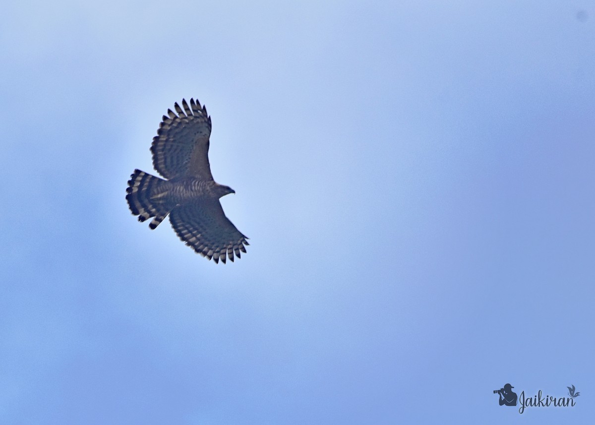 Legge's Hawk-Eagle - Jai Kiran