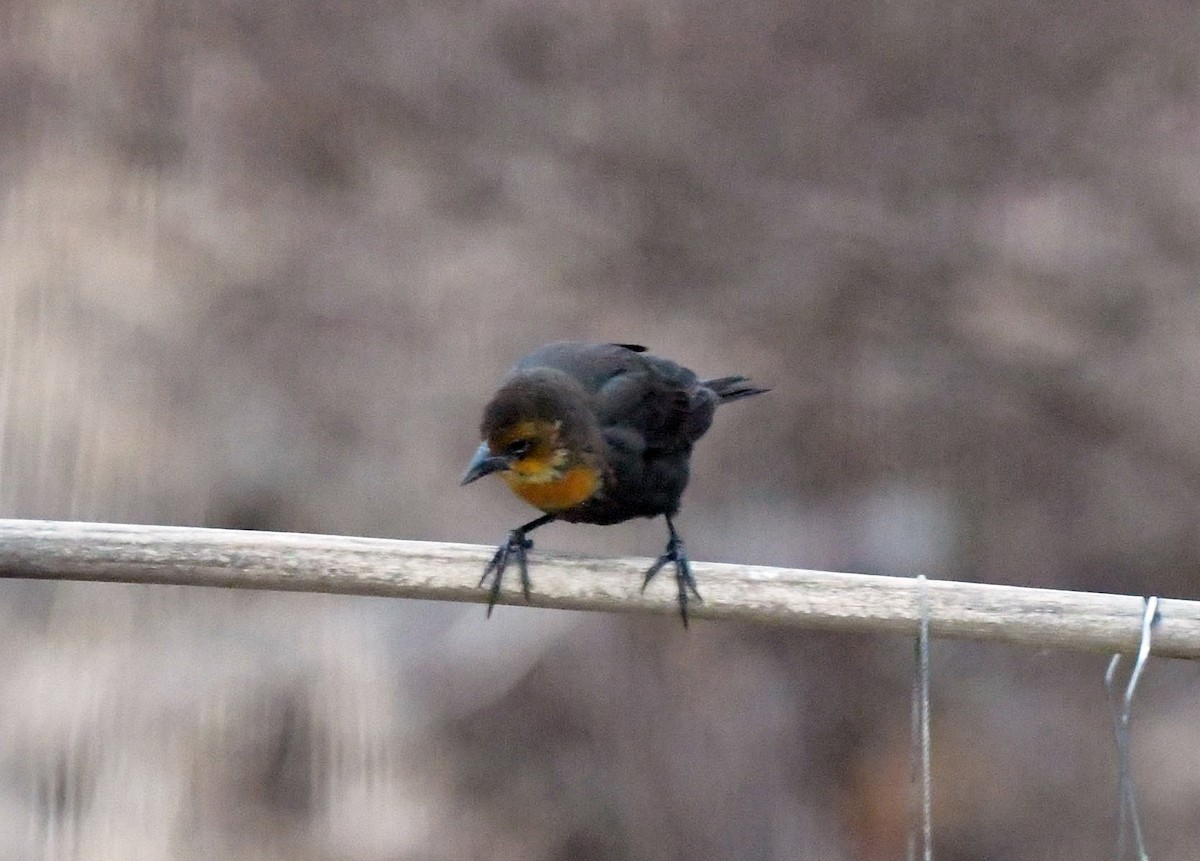 Yellow-headed Blackbird - David Provencher