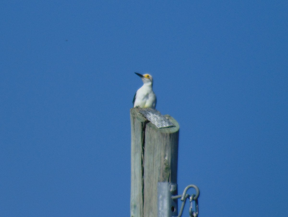 White Woodpecker - ML140154021