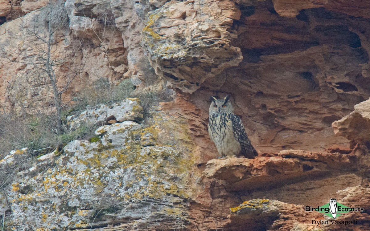 Eurasian Eagle-Owl - Dylan Vasapolli - Birding Ecotours