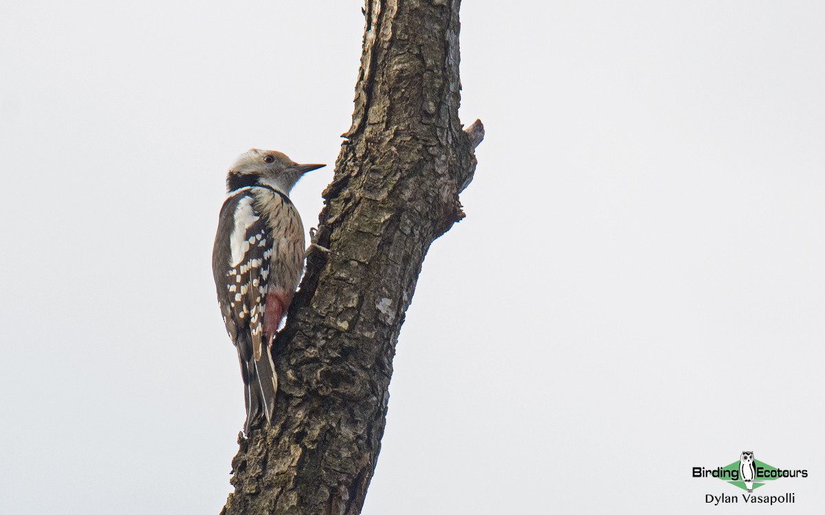 Middle Spotted Woodpecker - Dylan Vasapolli - Birding Ecotours