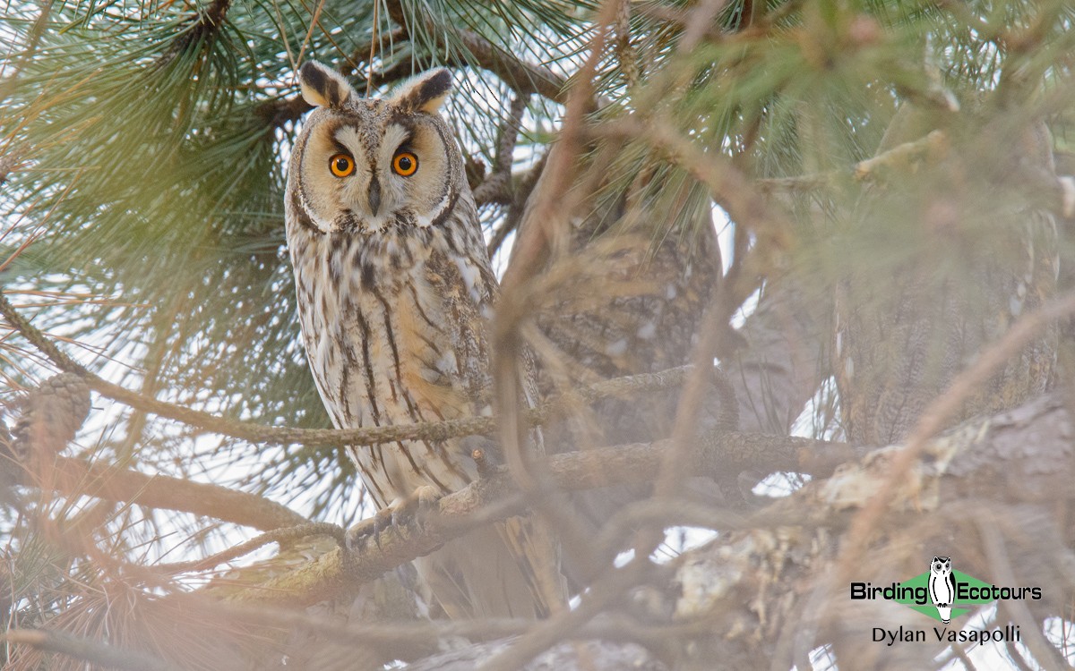 Long-eared Owl - Dylan Vasapolli - Birding Ecotours