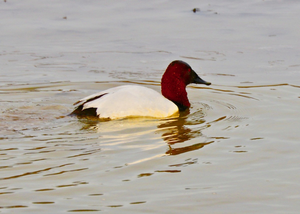 Canvasback - Rick&Peggy Price