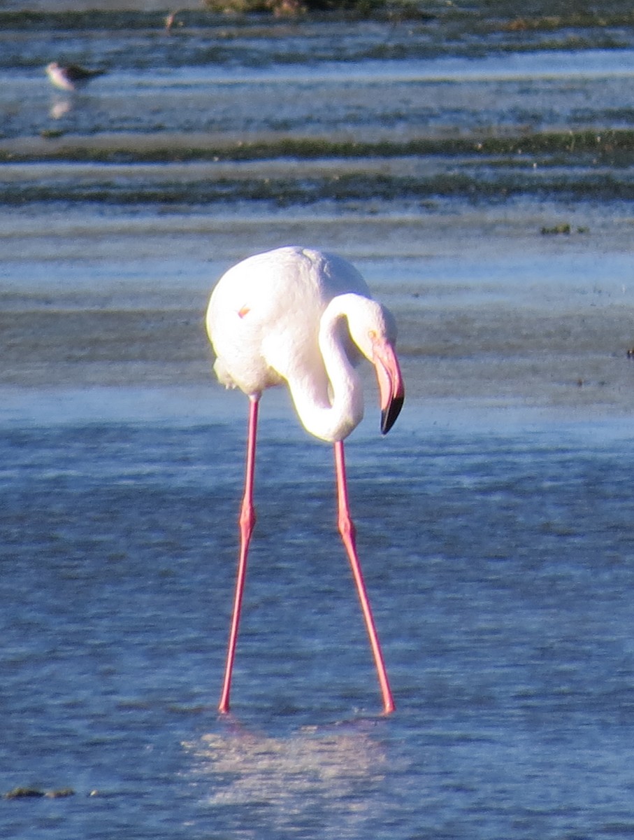 Greater Flamingo - Daniel Leger