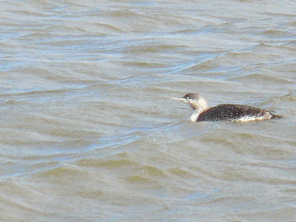 Red-throated Loon - ML140155781