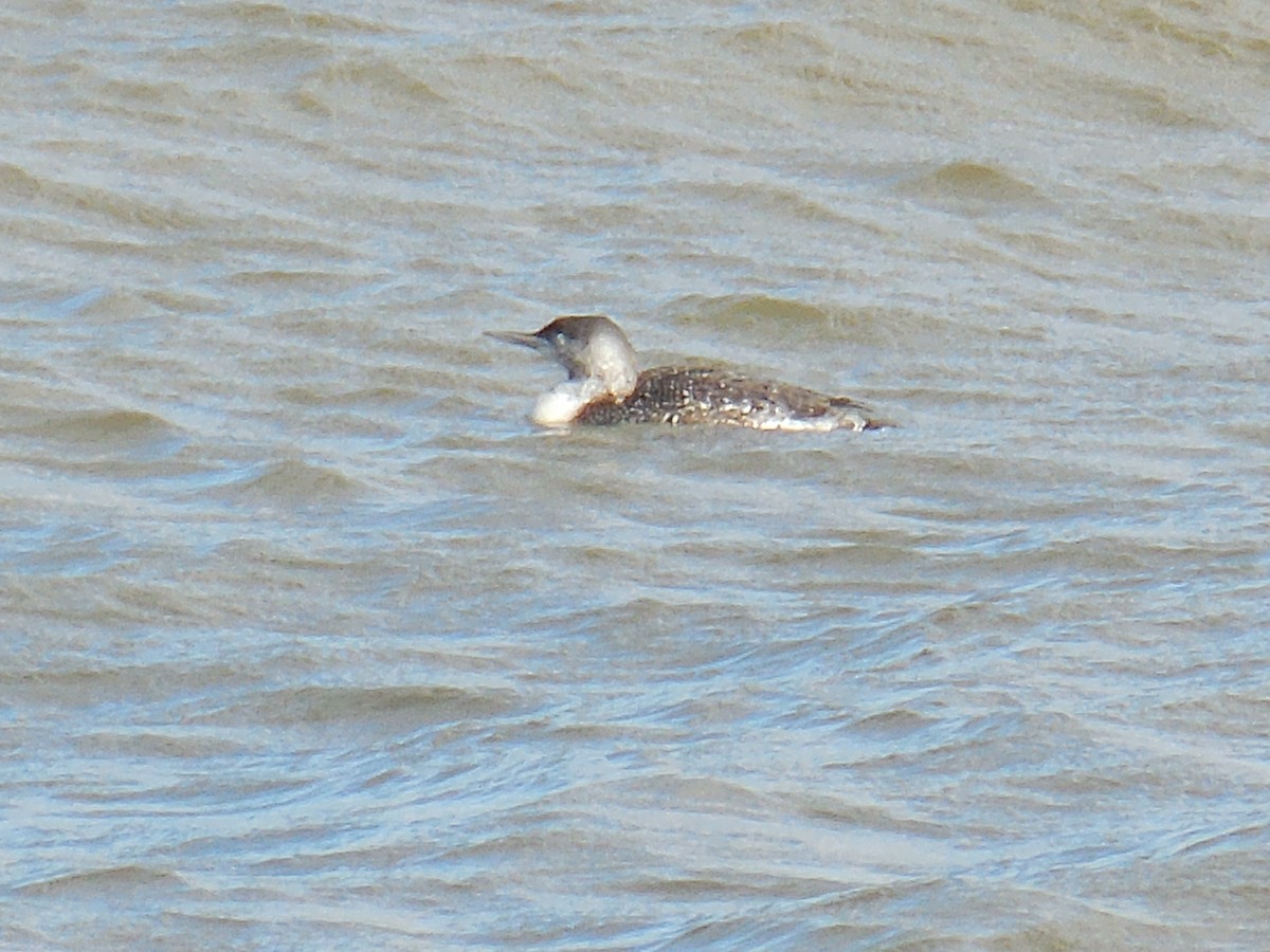 Red-throated Loon - ML140155791