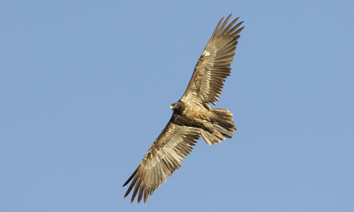 Bearded Vulture - ML140157001