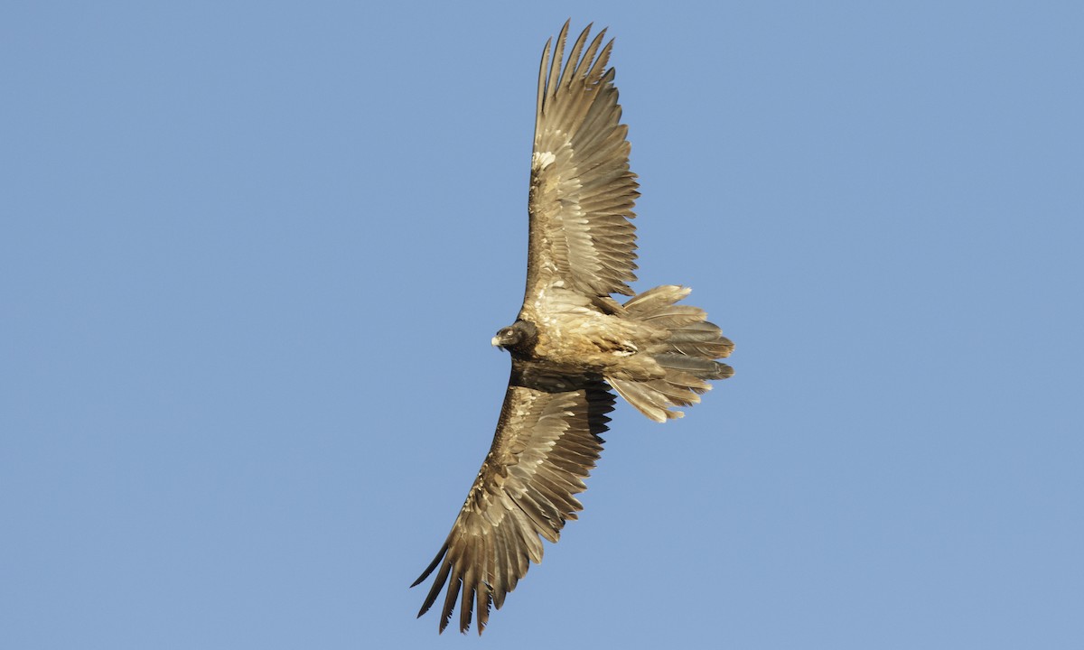 Bearded Vulture - ML140157011