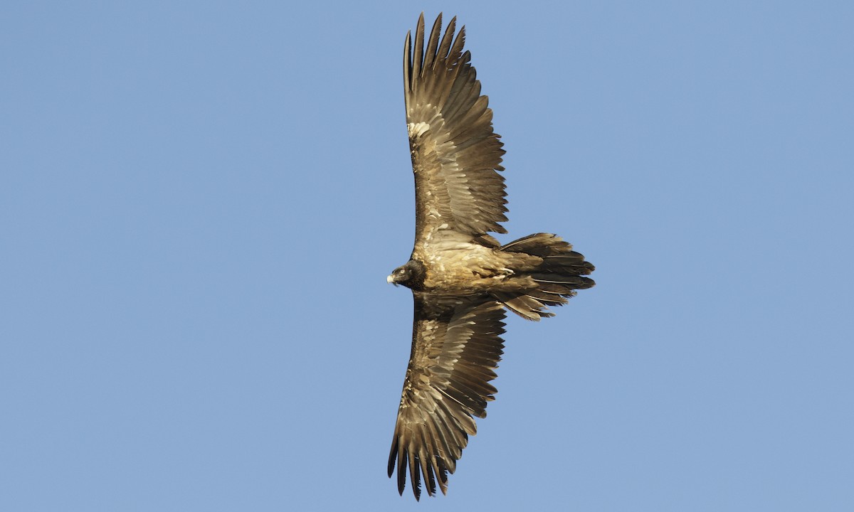 Bearded Vulture - ML140157021