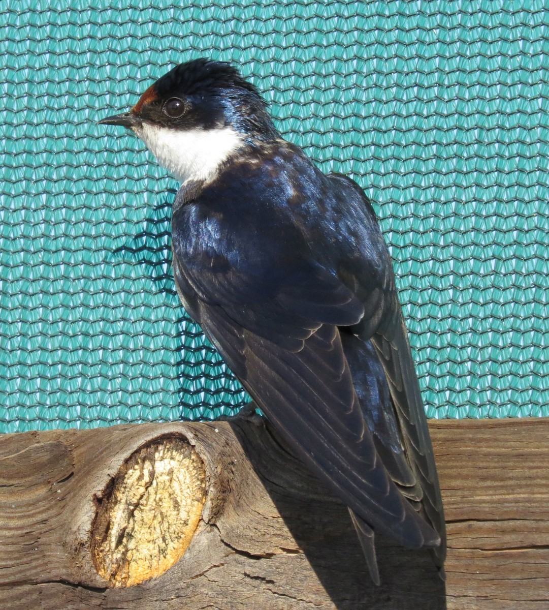 White-throated Swallow - ML140157121
