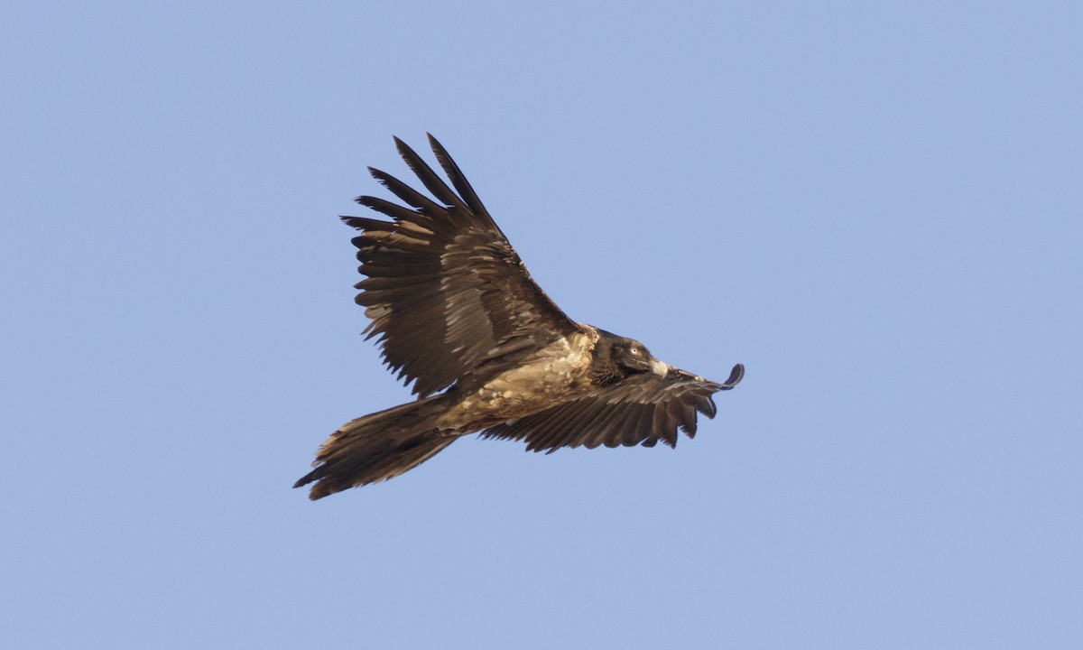Bearded Vulture - ML140157191