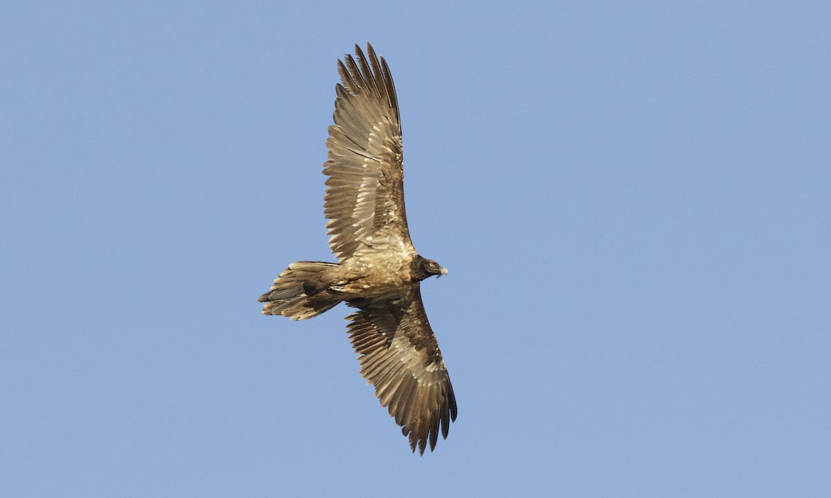 Bearded Vulture - ML140157221