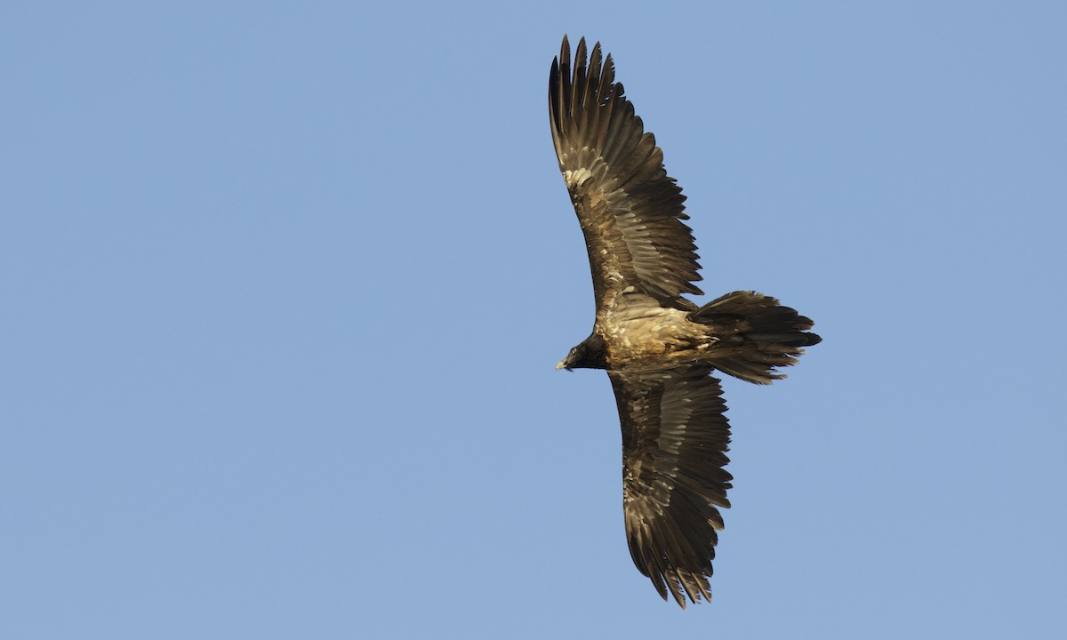 Bearded Vulture - ML140157231