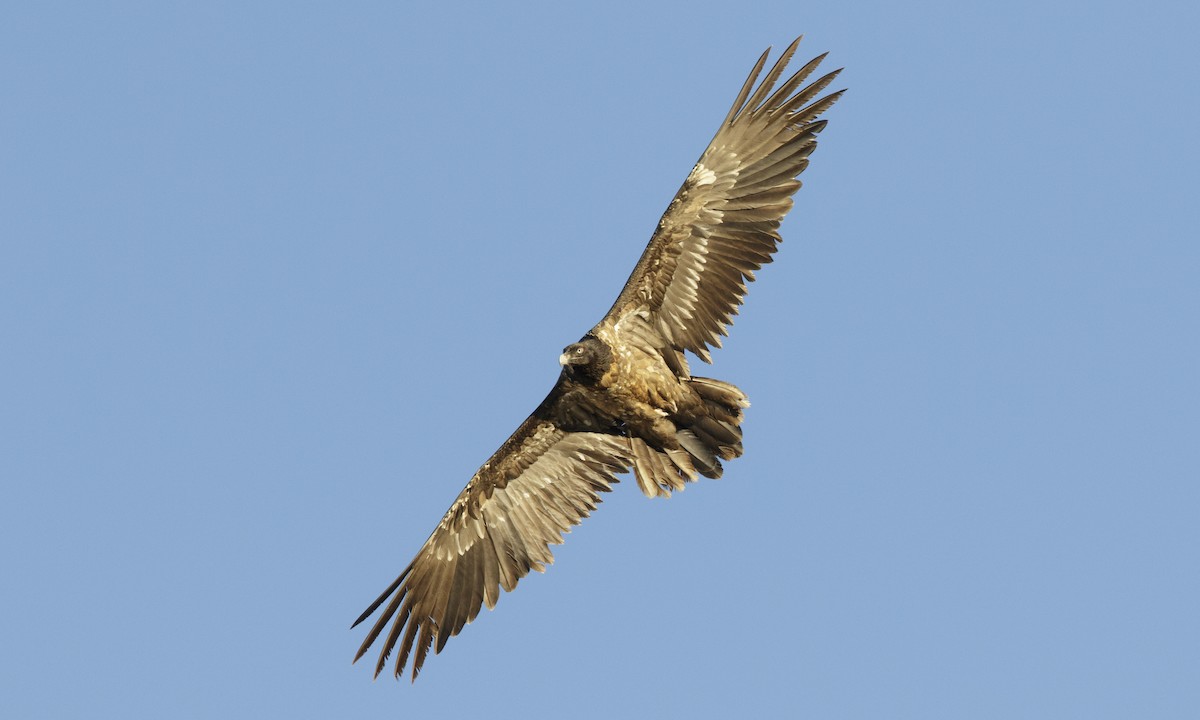 Bearded Vulture - ML140157241