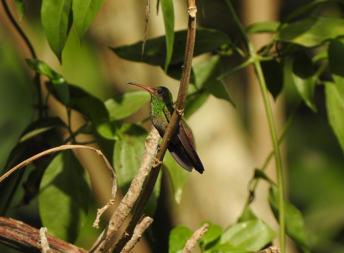 Rufous-tailed Hummingbird - ML140157571