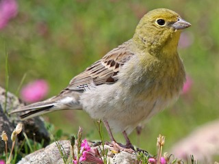  - Cinereous Bunting