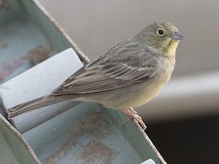 Молодая птица (Gray-bellied) - Jacob Drucker - ML140158451