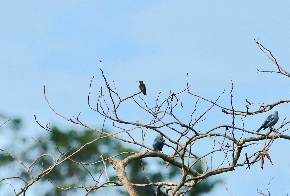 ub. kolibri (Trochilidae sp.) - ML140158611