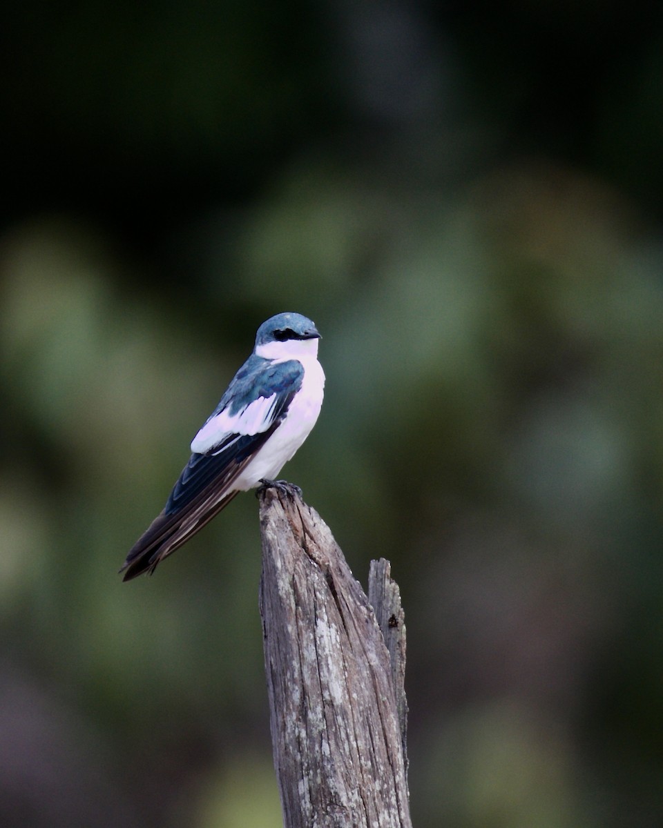 White-winged Swallow - ML140158671