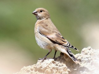 幼鳥 - Bassel Abi Jummaa - ML140159071