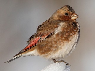  - Crimson-winged Finch (African)