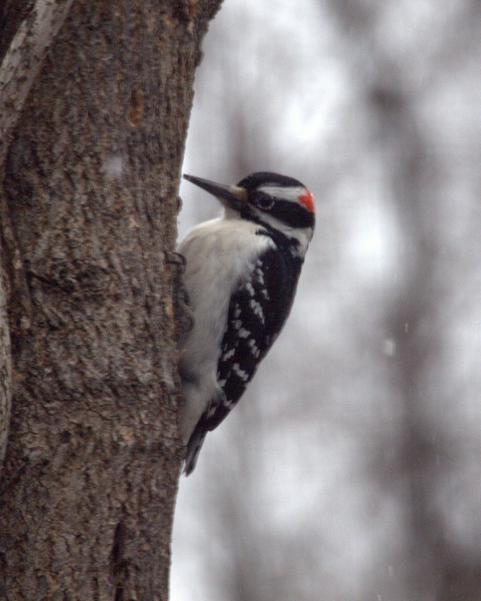 Hairy Woodpecker - ML140159411