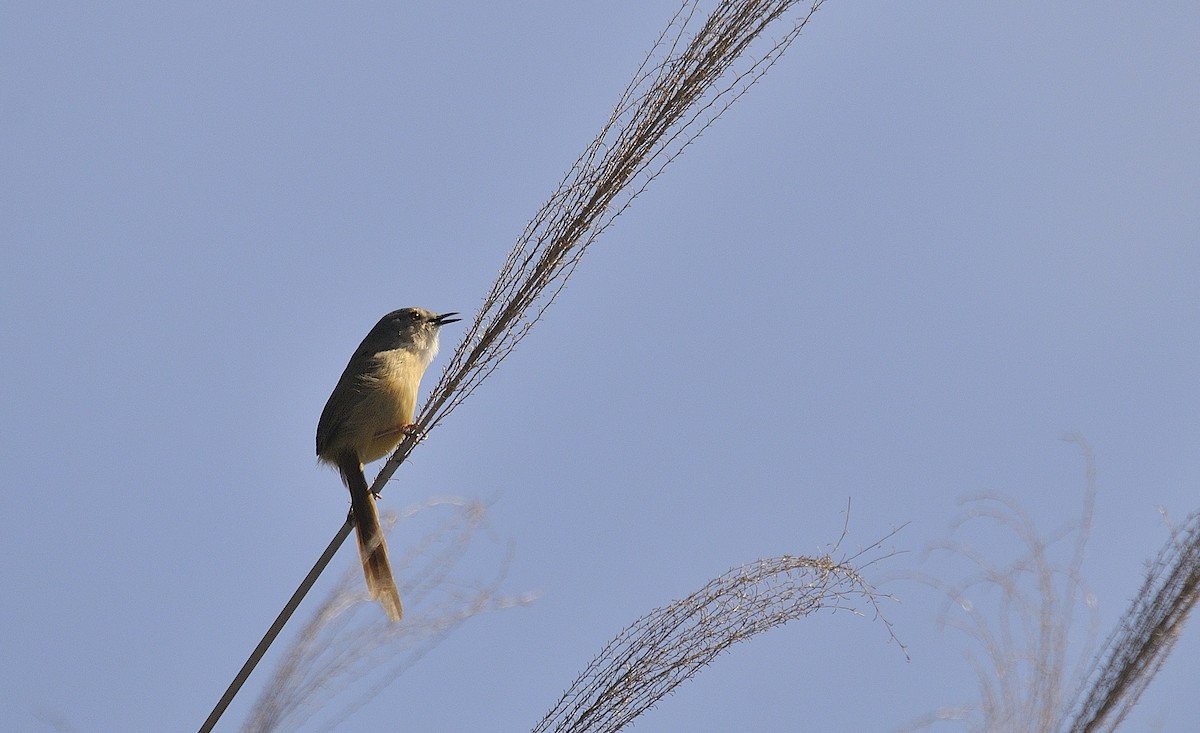 Yellow-bellied Prinia (Chinese) - Anonymous