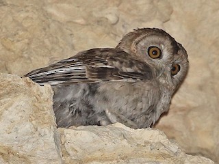  - Desert Owl