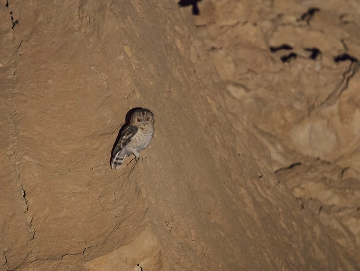 Desert Owl - José Ardaiz Ganuza