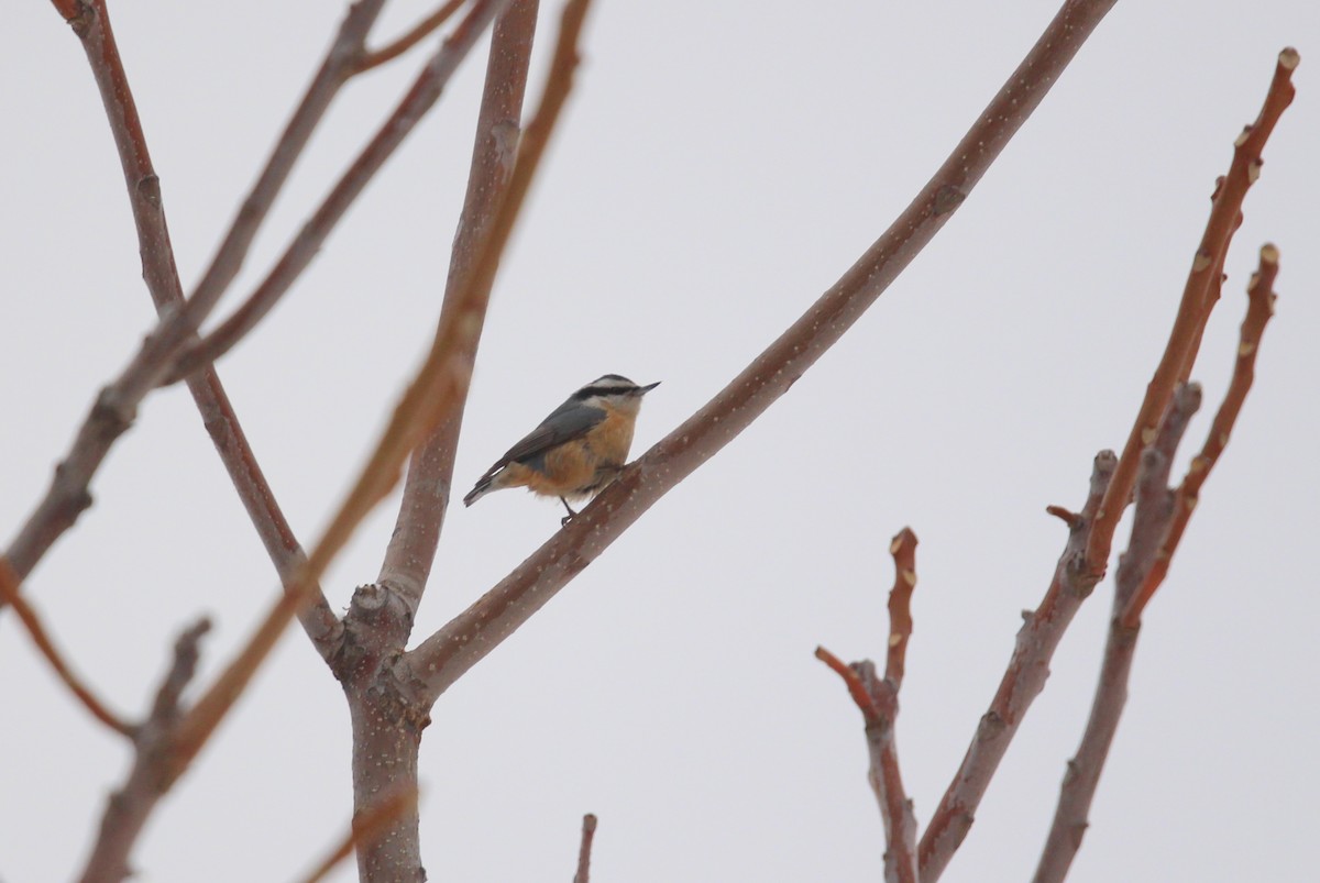 Red-breasted Nuthatch - ML140159751