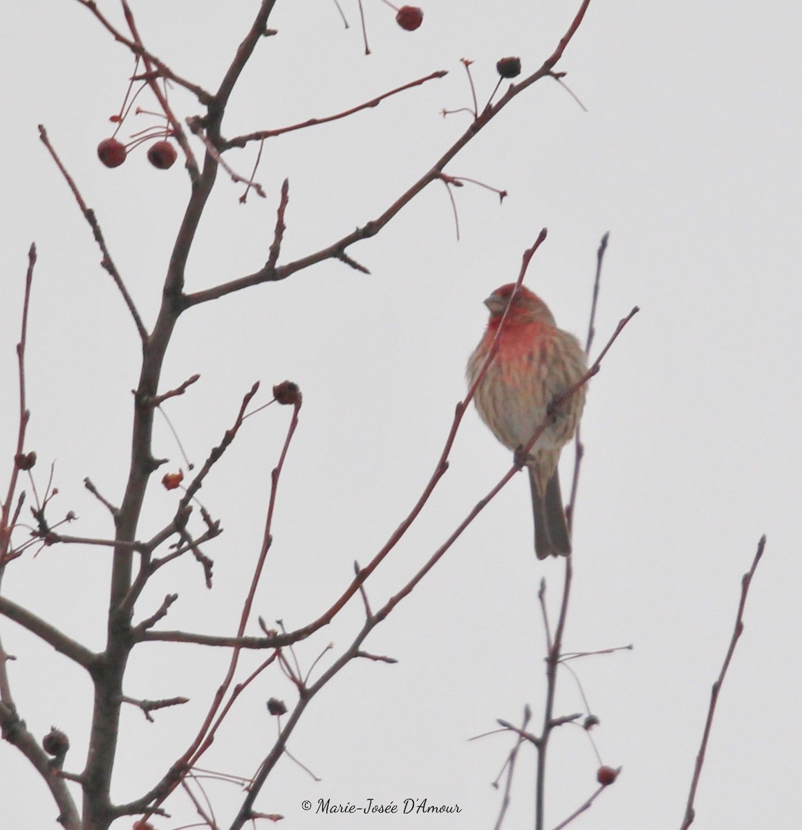 House Finch - Marie-Josee D'Amour