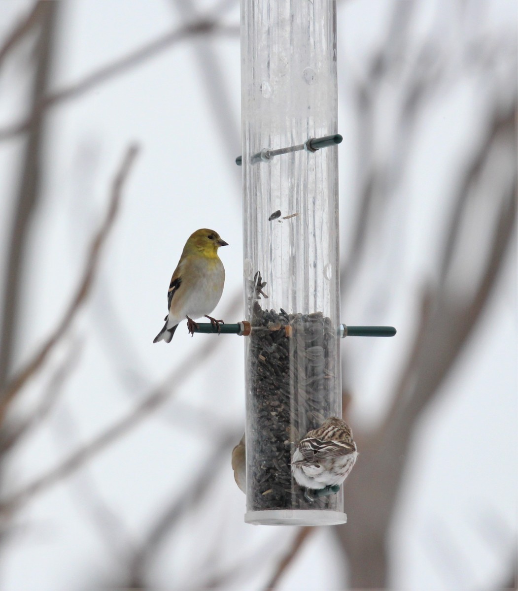 American Goldfinch - Marie-Josee D'Amour