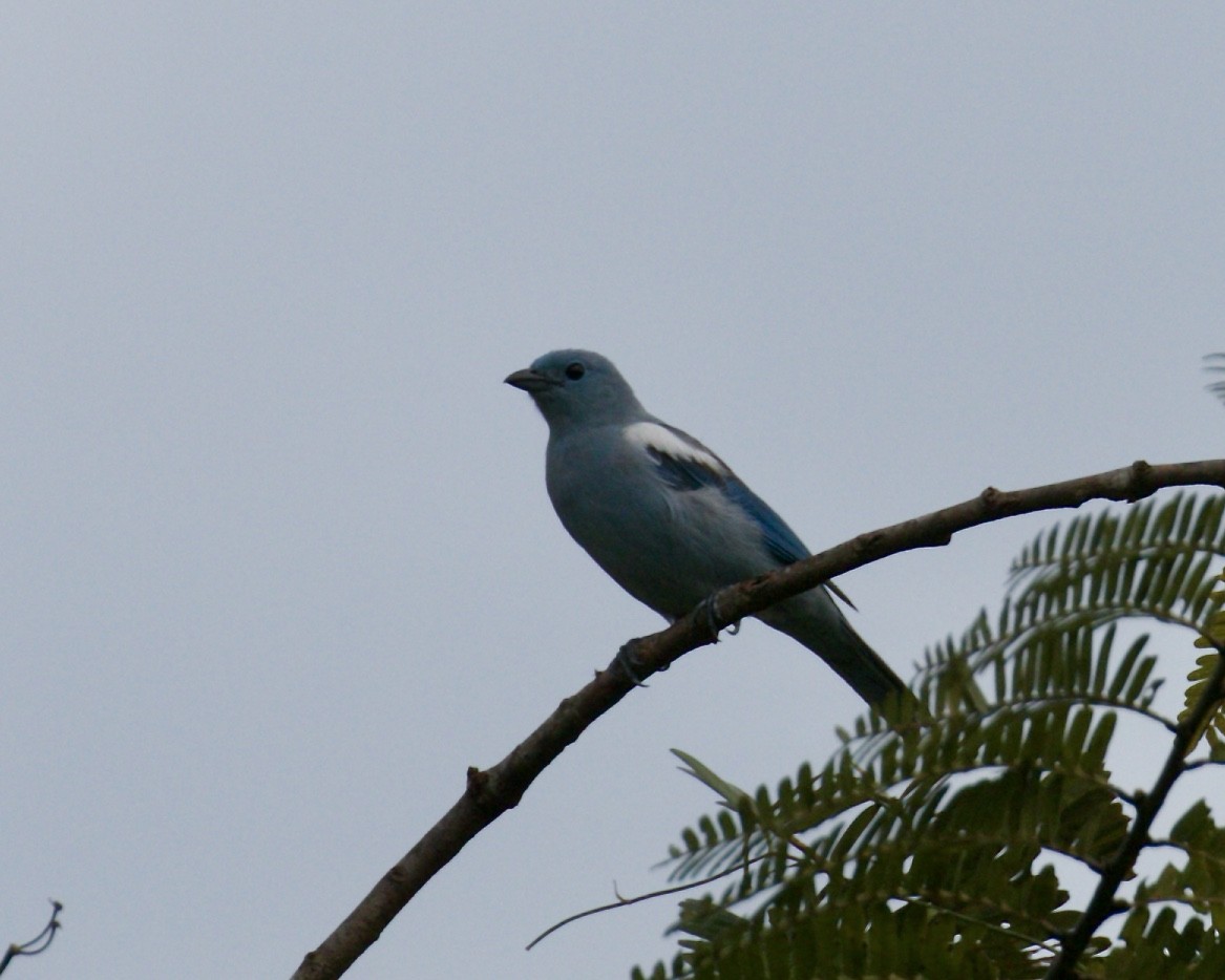 Blue-gray Tanager - ML140160061