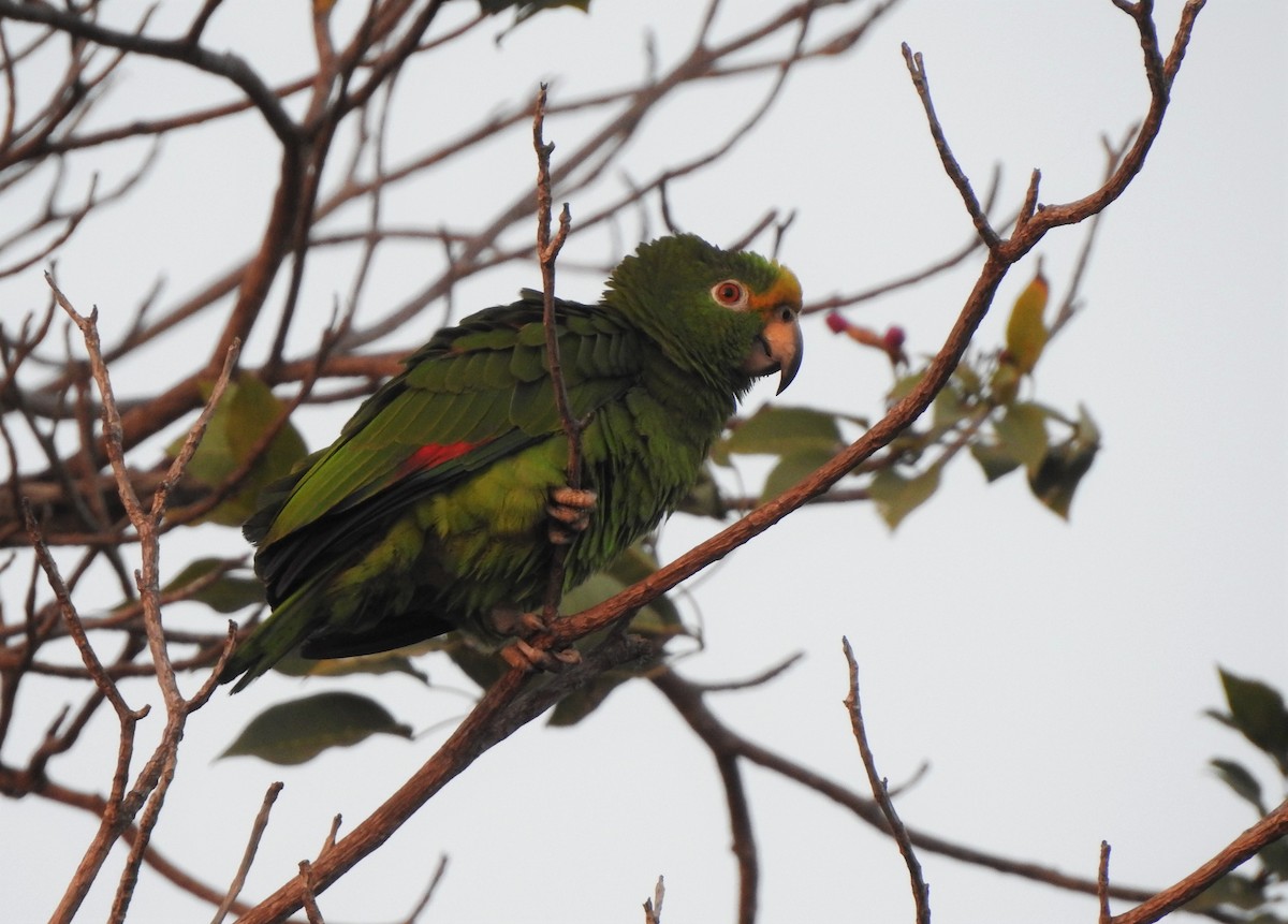 Yellow-crowned Parrot - ML140160071