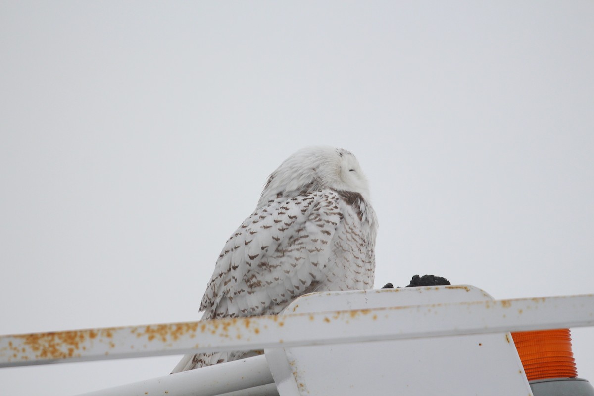 Snowy Owl - ML140160151