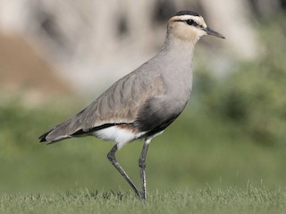 Breeding adult - Huw Roberts - ML140160171