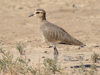 Молодая птица - Abhiram Sankar - ML140160181