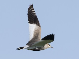 นกเต็มวัยในฤดูผสมพันธุ์ - Huw Roberts - ML140160191