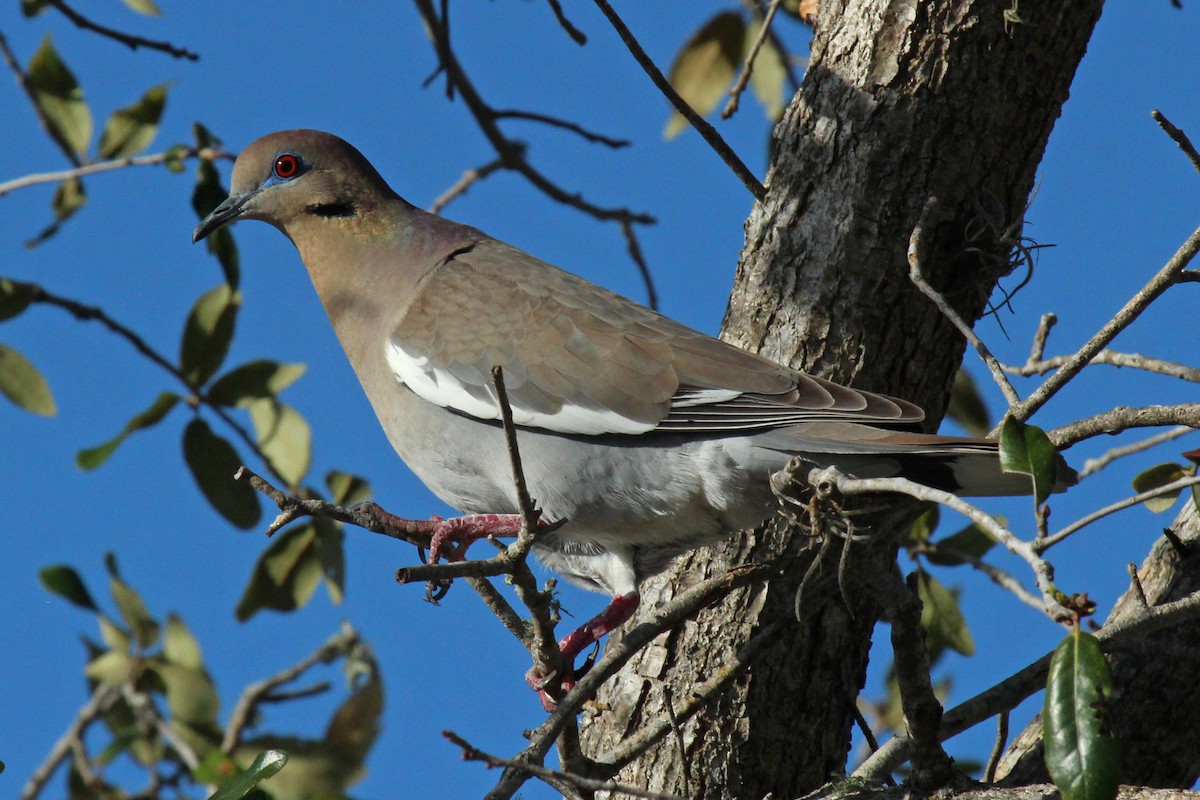 White-winged Dove - ML140160431