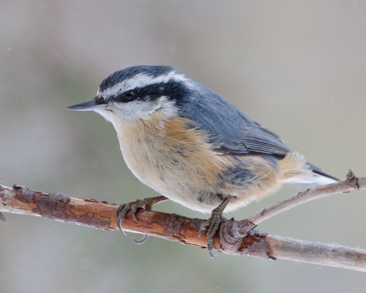 Red-breasted Nuthatch - Jeff Stacey