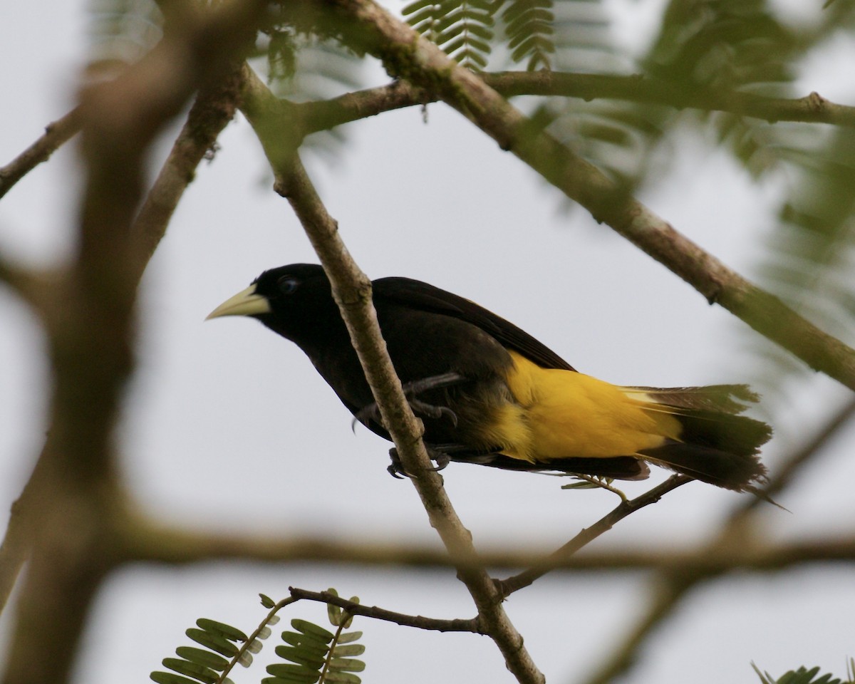 Yellow-rumped Cacique - ML140160911